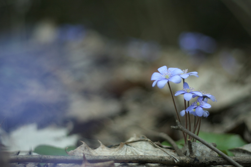 twigs, flowers, 2K, nature, blue flowers, depth of field, macro, forest