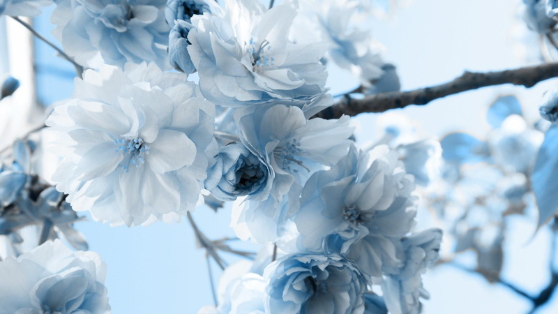 flowers, branch, white flowers, 1080P, twig, twigs