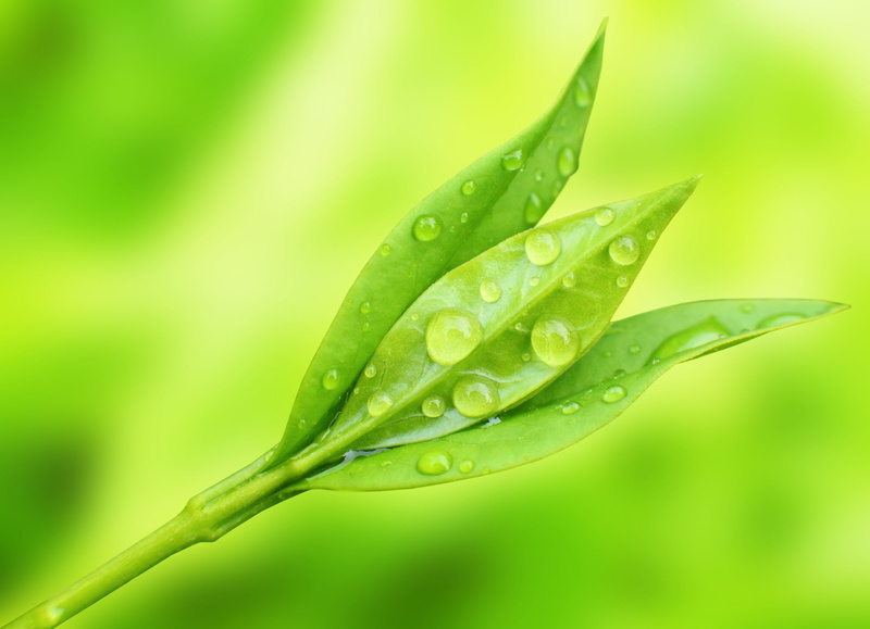 outdoors, purity, plant, plant part, beauty in nature, macro, dew, vulnerability, green color, growth, freshness, drop, focus on foreground, water, backgrounds