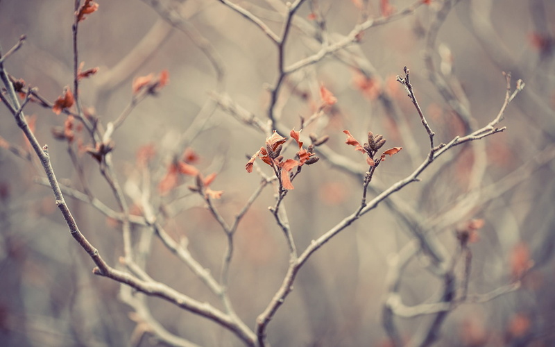 leaf, selective focus, backgrounds, cold temperature, orange, plants, nature, outdoors, close-up, springtime, red, trees, winter, no People, flower, tree