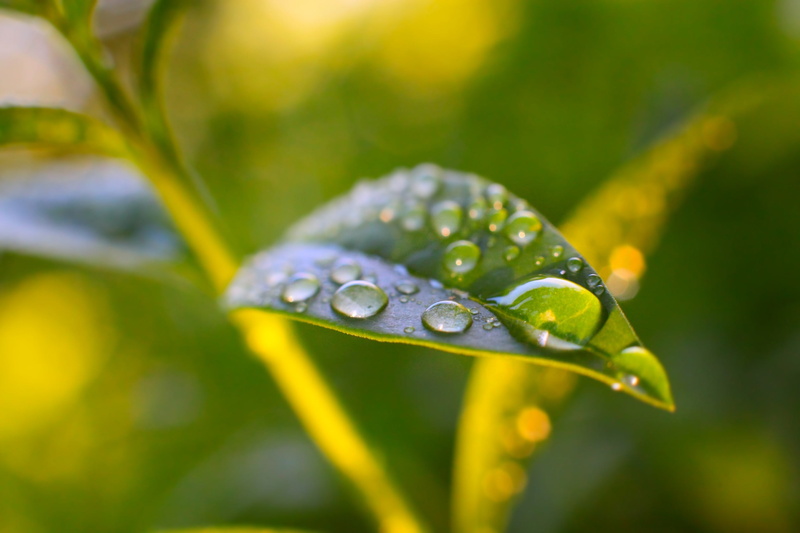 close-up, leaves, outdoors, water drops, green color, blade of grass, vulnerability, Prunus laurocerasus, beauty in nature, drop, day, dew, water, no people