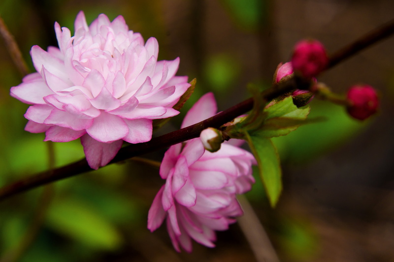 Plant, closeup photography, photography, Prunus Glandulosa, Spring, Pink, 8G, Beautiful, Tree, 4K, D7000, Bokeh, Flower, Nikon AF, closeup, petaled, f / 1