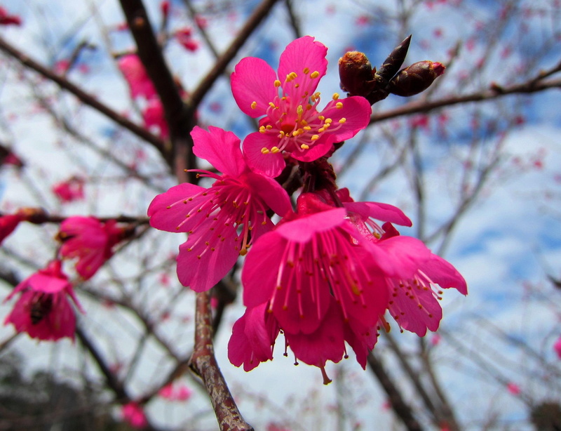 pretty, flower, delicate, petal, campanulata, beautiful, 1080P, maxim, prunus, nature and landscapes, pink
