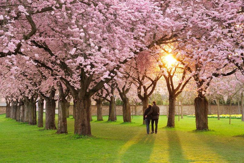 leaf, nature, springtime, Sakura, petals, grass, flower Head, pink, leafed, people, park, tree, cherry Blossom, real people, beauty In Nature, cherry Tree