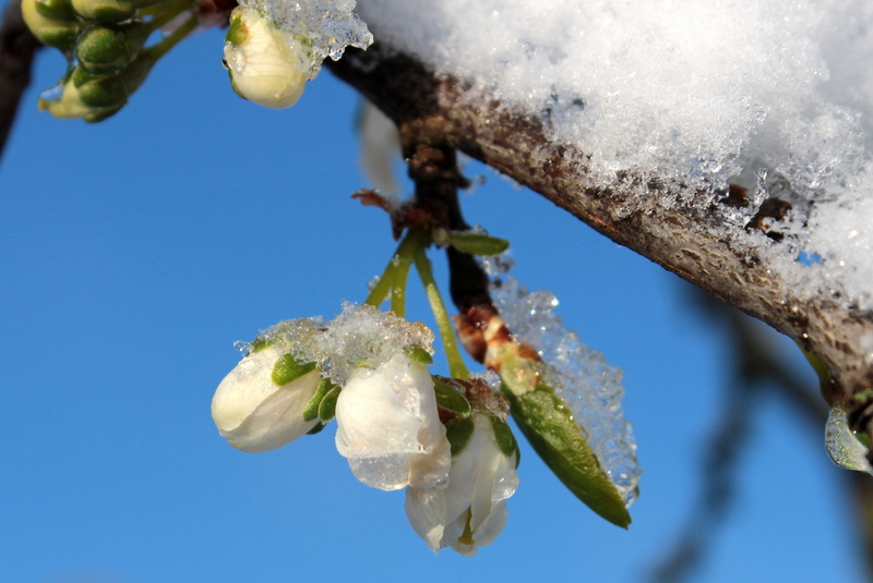 healthy eating, close-up, food, renewed wintereinbruch, beauty in nature, 2K, food and drink, prunus domestica, frost, growth, nature, plum buds, plant