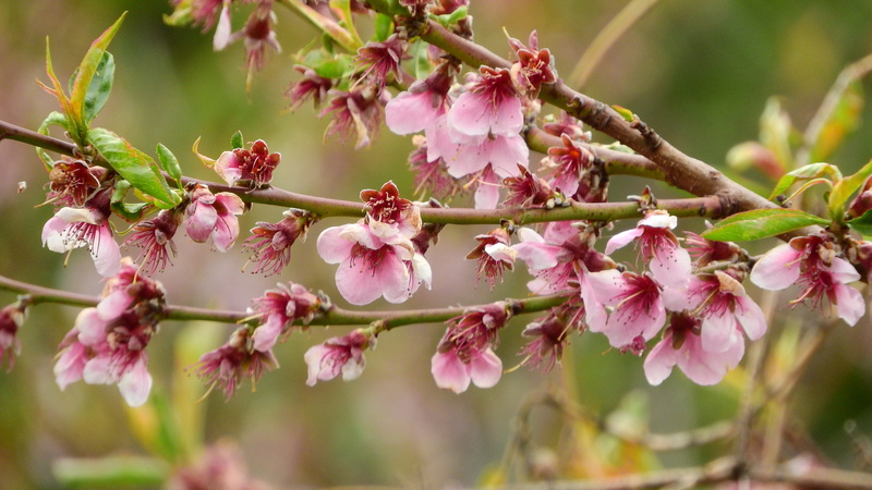 flower head, the peach tree, outdoors, close-up, flowering tree, blossom, cherry blossom, tree, softness, flower, 4K, flowering plant, freshness, branch