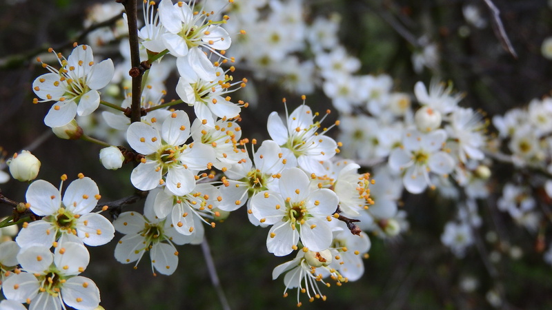 branch, Prunus Spinosa, white flowers, inflorescence, fragility, nature, tree, Blackthorn, spring aspect, close-up, pollen, petal, spring, beauty In Nature