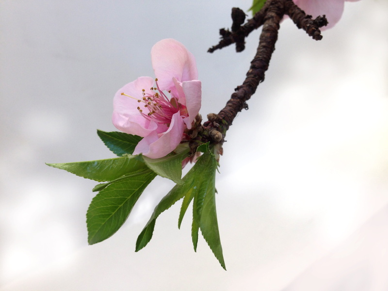 vulnerability, Blossom, season, flower Head, petal, 2K, outdoors, pollen, beauty In Nature, cherry Blossom, pink flower, bud, prunus blossom, freshness