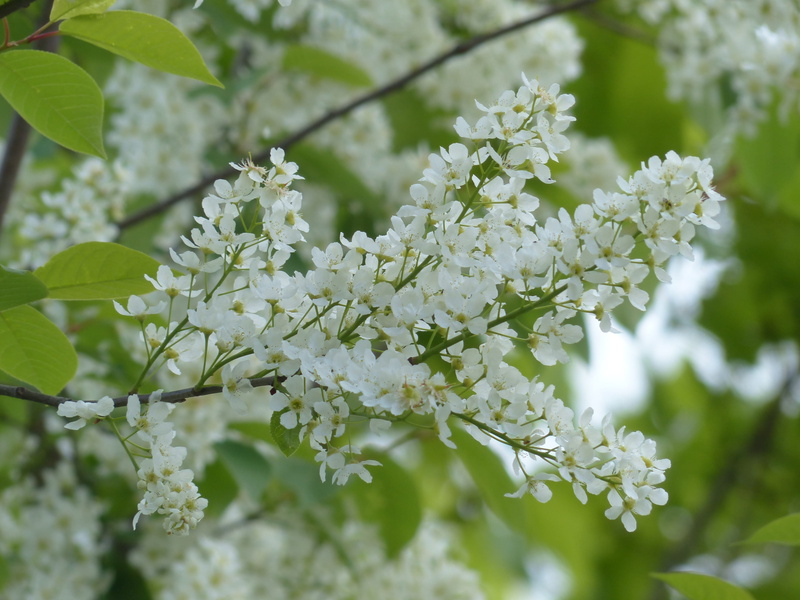 cherry, outdoors, vulnerability, swamp cherry, beauty in nature, 4K, leaves, white color, blossom, green Color, prunus padus, Flowers, common bird cherry