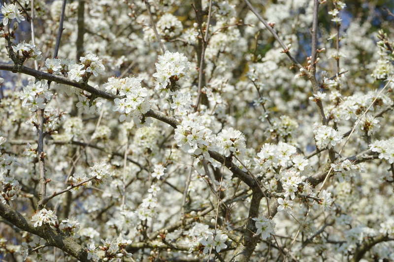 Blackthorn, fragility, day, springtime, tree, sloe hedge, blackthorn flowers, branch, flowering plant, 5K, flower head, plant, cherry blossom, white color