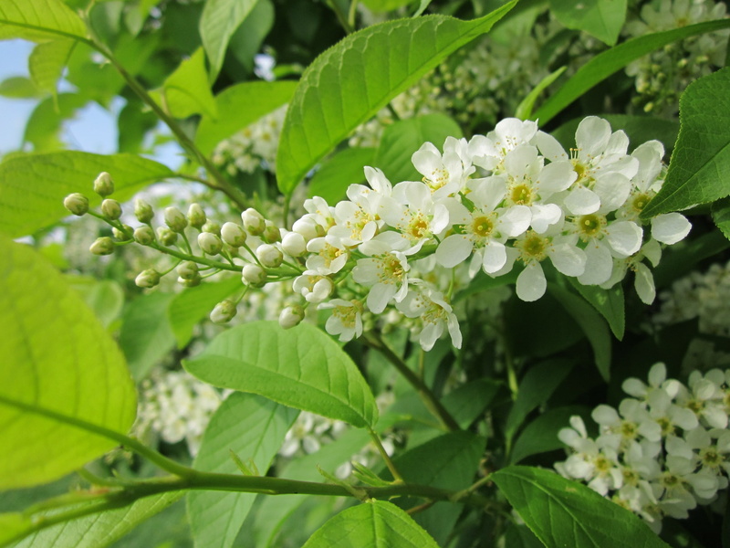 inflorescence, day, leaf, pollen, petal, flora, green color, beauty in nature, no people, freshness, springtime, flower, vulnerability, white color, 2K