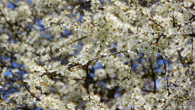tree, spring flowers, flowering shrub, beauty in nature, spinosa, white color, springtime, branch, plant, flower, nature, flower head, freshness, cherry tree