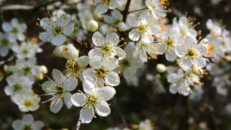 spinosa, nature, no people, plant, freshness, cherry blossom, prunus, beauty in nature, cherry tree, day, signs of spring, blossom, flower, flower head
