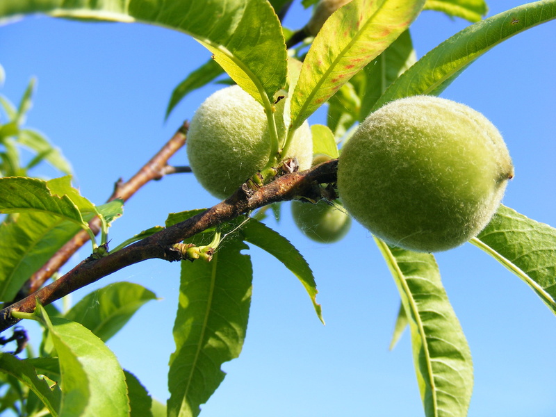 growth, leaf, plant, nature, 2K, branch, foods, plant part, organic, day, deciduous, tree, juicy, close-up, sky background, trees, ripe, fruit tree, fruit