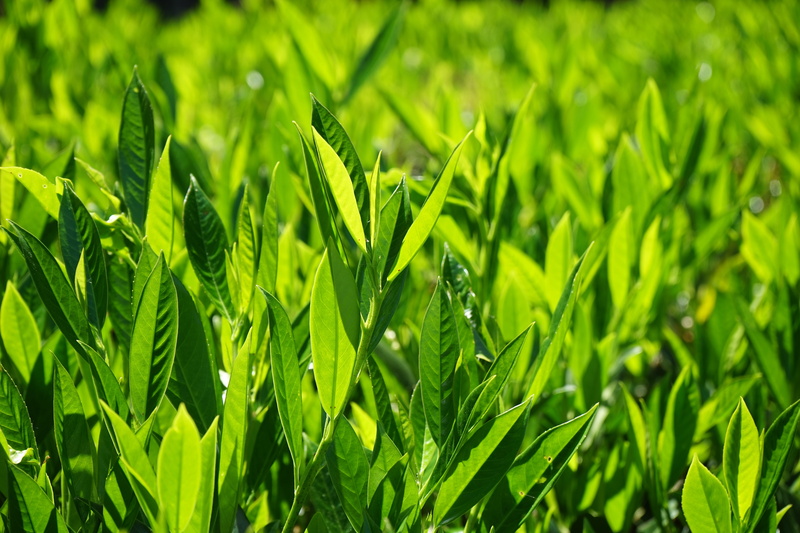 no people, outdoors, leaf, rose greenhouse, bright, blade of grass, sunlight, green color, beauty in nature, plant, agriculture, laurus, full frame, close-up