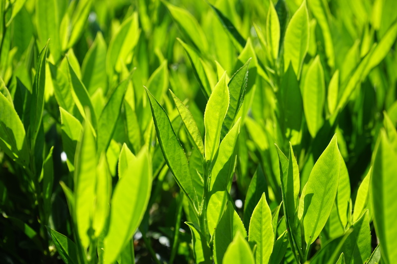 growth, field, 5K, green, light green, rose greenhouse, environment, nature, leaf, rosaceae, beauty in nature, close-up, shades of green, full frame, agriculture