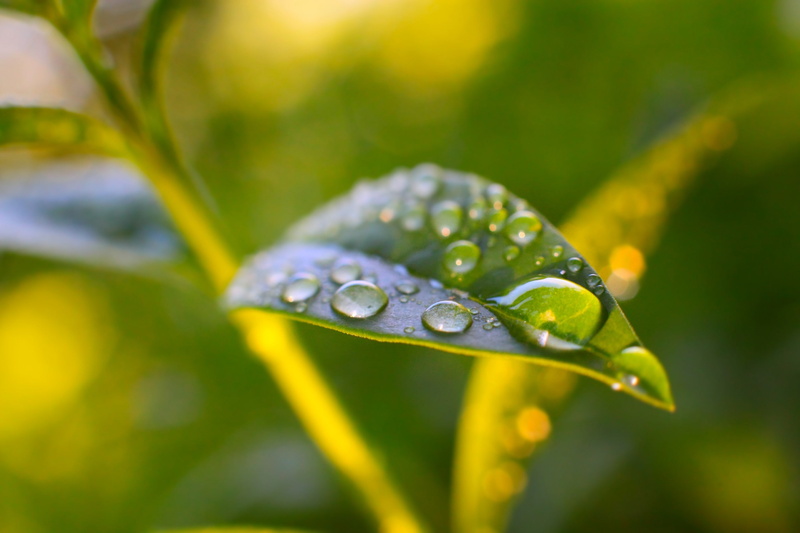 Prunus laurocerasus, 1080P, Water Drops, plants, macro