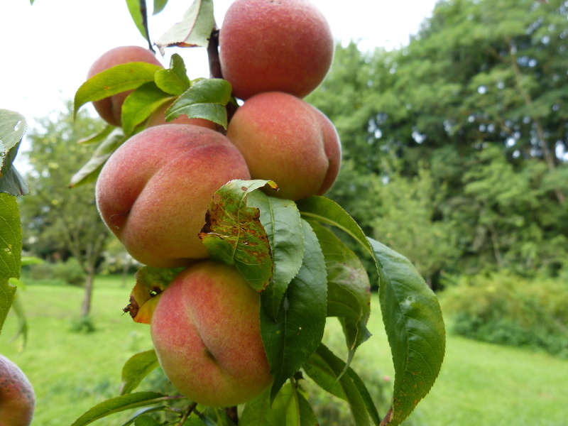 apple - fruit, rosaceae, freshness, prunus persica, peach tree, fruit tree, day, healthy eating, growth, orchard, nature, prunus, fruit, wellbeing, peaches