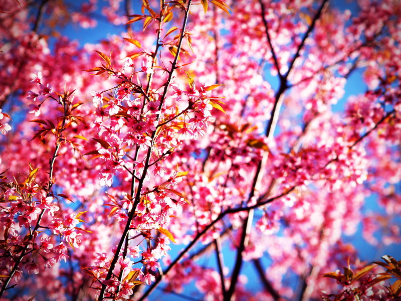 cherry blossom, flowering, rosacea, cerasoides, tree, landscape, cherry, beauty in nature, february background, outdoor, texture, winter, flowering plant