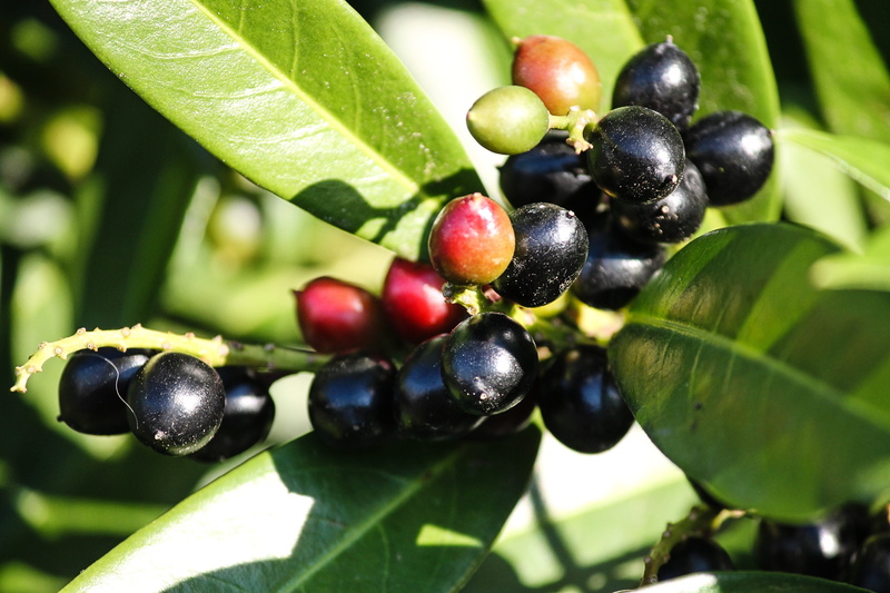 ripe, plant part, roses, ornamental shrub, black, bayberry, bright, shiny, leaf, green color, ornament, close-up, decorative, day, fruit, cherry laurel