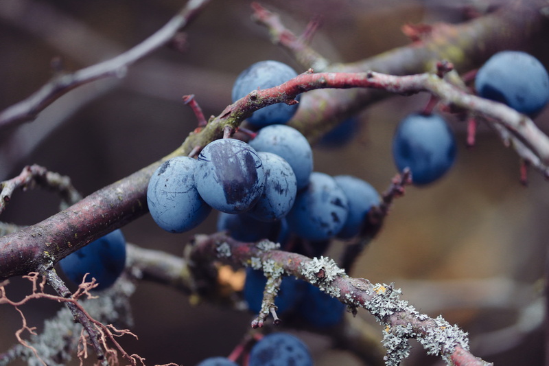 plant, selective focus, twig, cold temperature, steinobstgewaechs, roses, prunus, sloes, tree, prunus spinosa, winter, schlehendorn, heckendorn, food and drink