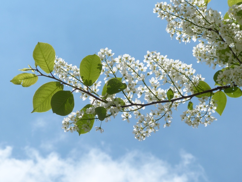 plant, tree, swamp cherry, flowering plant, cherry tree, cherry blossom, freshness, white, no people, 4K, spring, prunus, cloud - sky, ahlkirsche, leaves