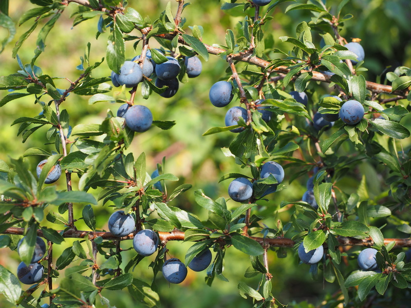 schlehe, leaf, plant part, no people, tree, schlehdornbeeren, blueberry, rose greenhouse, healthy eating, blackthorn, prunus, prunus spinosa, plant, steinobstgewaechs