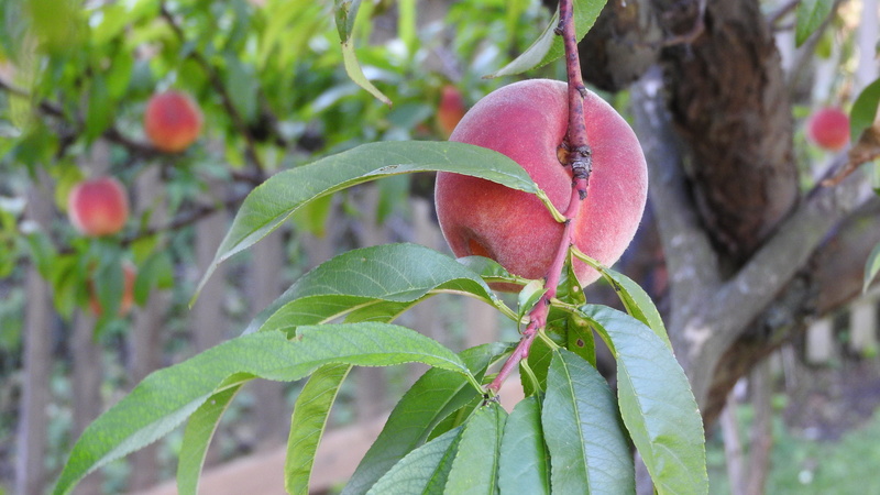 nature, close-up, leaf, freshness, peach on a branch, plant part, branch of peach trees, healthy eating, fruit, agriculture, prunus persica, focus on foreground