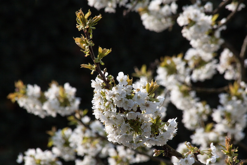 flower, rosaceae, focus on foreground, cherry tree, flowering plant, no people, cherry blossom, nature, blossom, inflorescence, five digit flower, growth