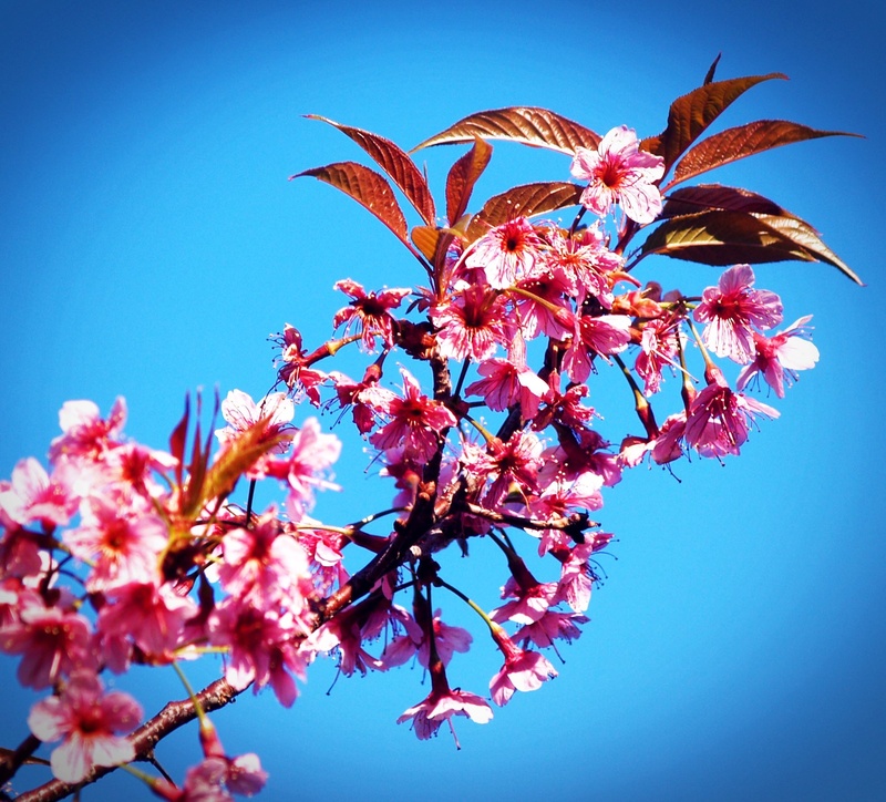doi, growth, no people, season, 1080P, blooming at phu lom lo mountain, background, park, north flowers, freshness, landscape, blue sky, flower, flowering plant