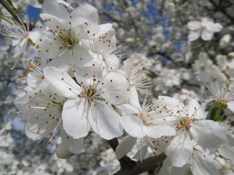 cherry tree, botany, day, vulnerability, branch, inflorescence, beauty in nature, freshness, cherry blossom, no people, flower head, outdoors, petal, spring
