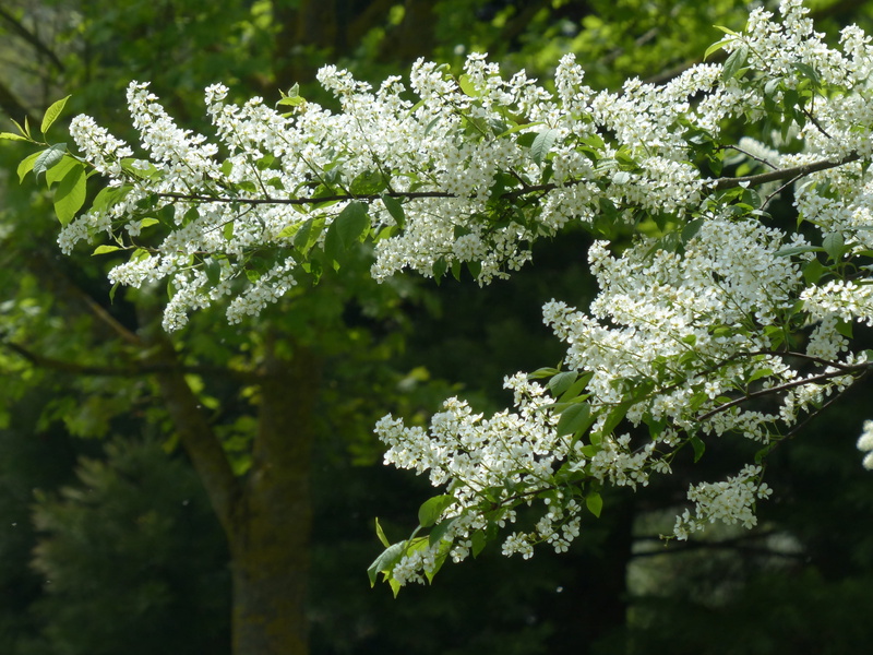 White, spring, growth, selective focus, Bird Cherry, fragility, leaves, day, common bird cherry, flower, green color, beauty in nature, no people, plant