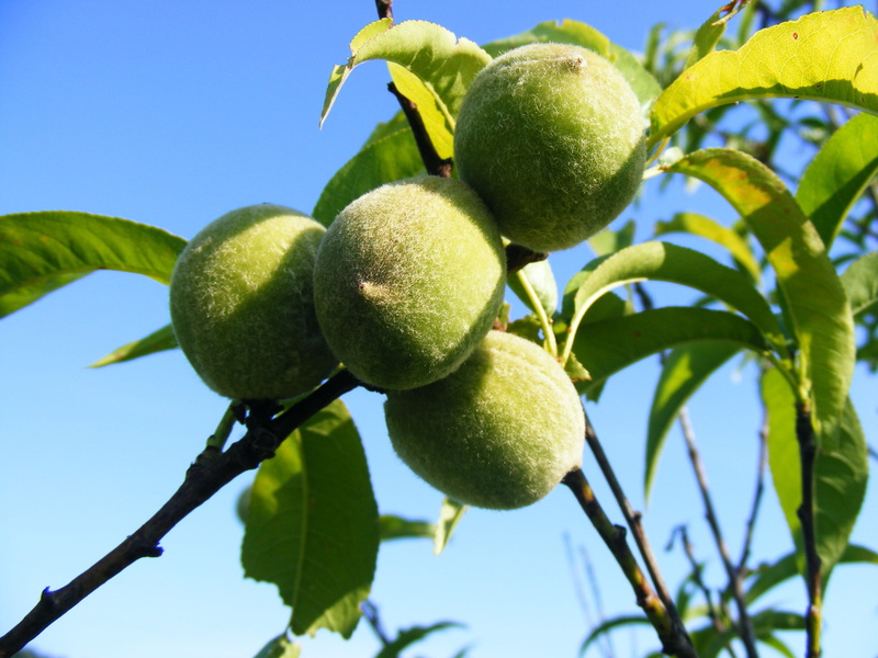 green, freshness, outdoors, 2K, organic, sky, food and drink, nature, leaves, food, persica, low angle view, green color, wellbeing, peach, prunus, fruit