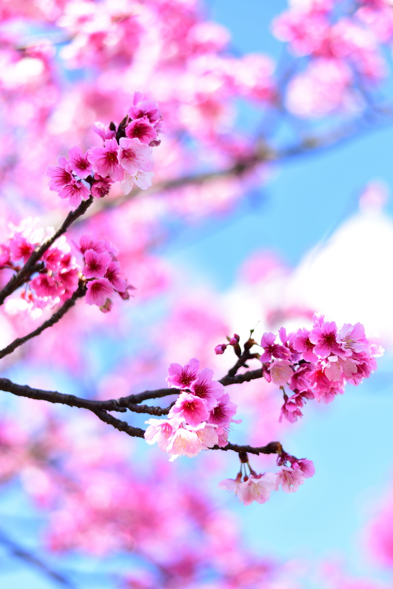 blossom, flowering plant, flower head, no people, branch, tree, 5K, freshness, plant, day, nature, beauty in nature, flower, petal, growth, cherry tree