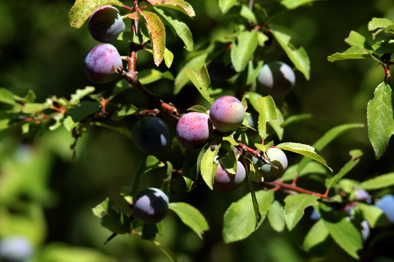 close-up, outdoors, growth, fruit, plant, healthy eating, prunus, blackthorn, no people, purple, madrid spain, wellbeing, spinosa, beauty in nature, branch