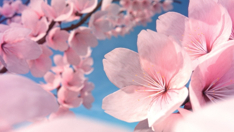 1080P, Cherry Blossom, Yoshino Cherry