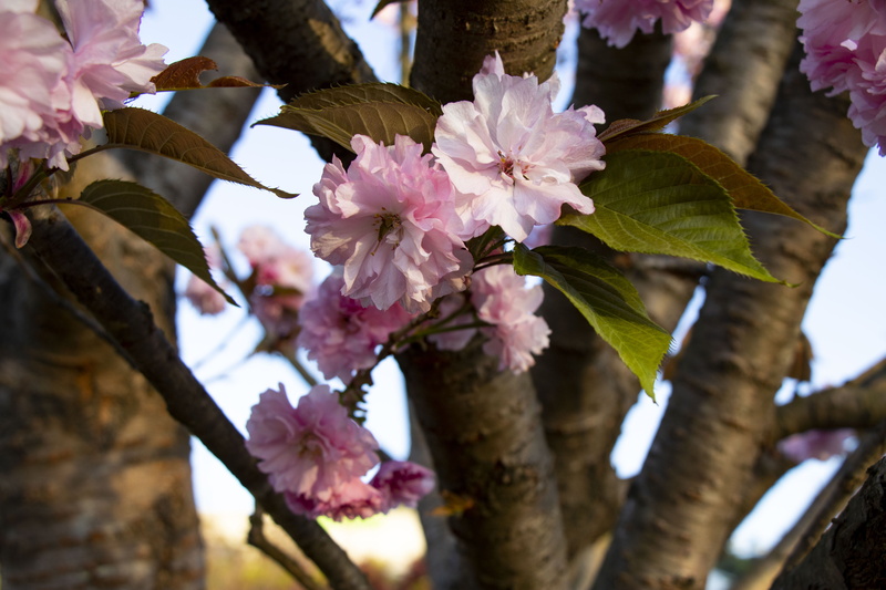 branch, yoshino cherry, day, freshness, pink color, focus on foreground, blossom, growth, plant, cherry tree, flowering plant, tree, vulnerability, spring