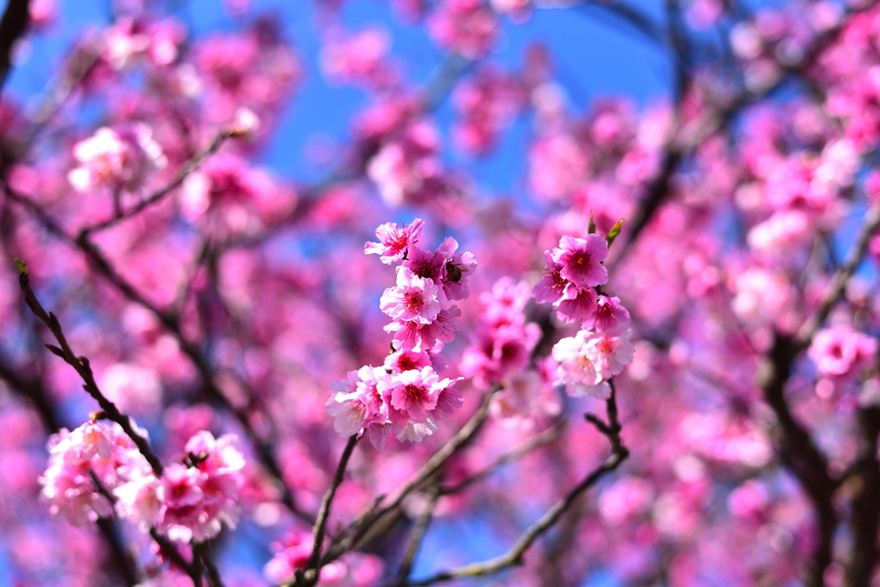 flower, beauty in nature, day, fragility, tree, blossom, flower head, growth, petal, flowering plant, plant, close-up, freshness, yoshino cherry, spring