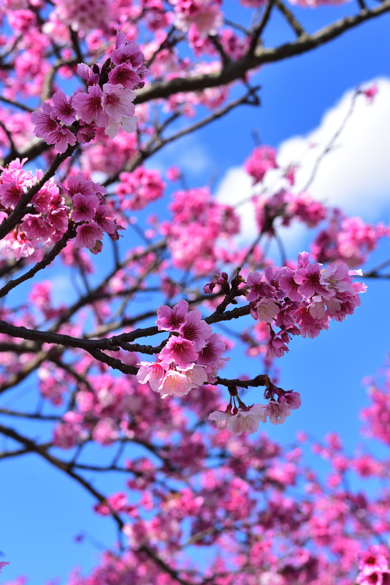 pink color, 5K, springtime, plum blossom, growth, flowering plant, no people, tree, twig, cherry blossom, flower, yoshino cherry, flower head, spring