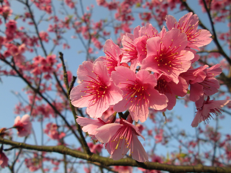 close-up, nature, pink, photo, no people, yoshino yīng, cherry tree, pollen, cherry blossom, Yoshino, Cherry Blossoms, flower, day, beauty in nature, bunch of flowers