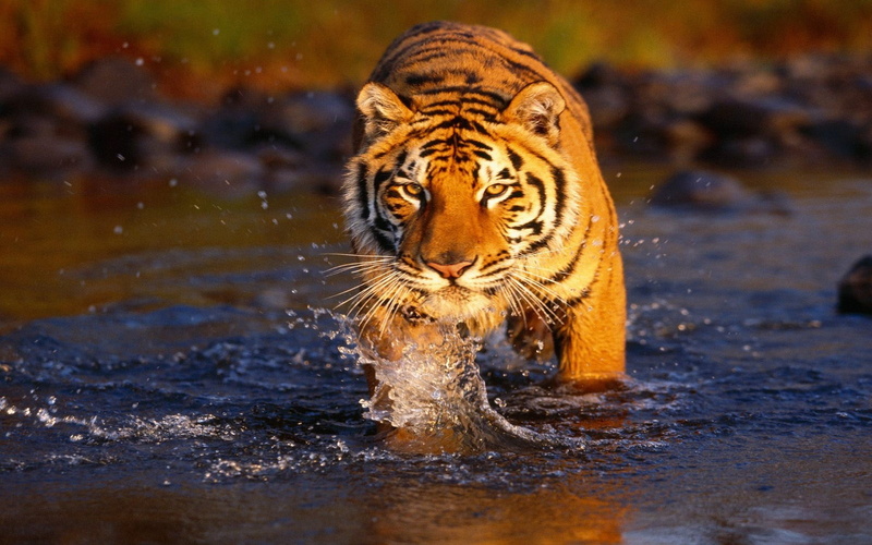 tiger, undomesticated cat, big cats, feline, animal themes, no people, carnivora, drinking, cat, animal wildlife, waterfront, outdoors, one animal, animal