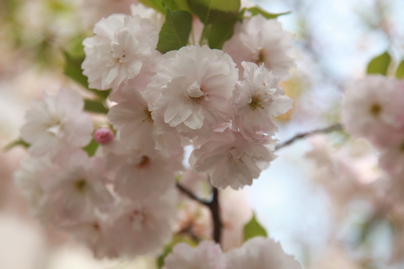 pollen, day, close-up, springtime, softness, spring flowers, white color, cherry blossom, flowering plant, tree, bunch of flowers, selective focus, branch