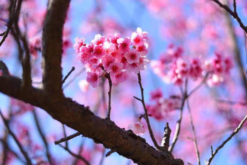 day, outdoors, plant, fragility, 5K, nature, plum blossom, flowering plant, beauty in nature, low angle view, close-up, springtime, cherry tree, freshness