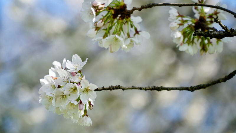 petal, japanese cherry blossom, flowering plant, day, spring, vulnerability, white color, cherry tree, twig, no people, fragility, beauty in nature, freshness