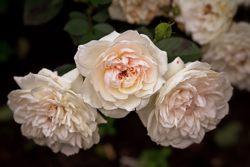 no people, photography, rosaceae, petal, romantic, inflorescence, pale pink, petaled, flower head, 4K, flowering plant, close, rose - flower, flower, pink color
