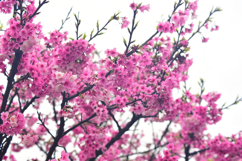 flowering plant, flower, spring, growth, low angle view, pink color, day, nature, branch, flower head, 5K, beauty in nature, springtime, purple, petal