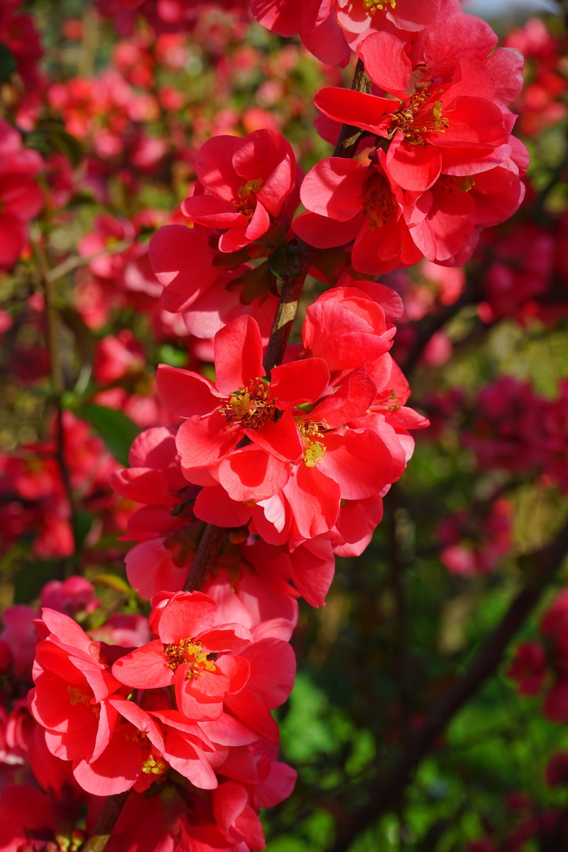 japanese ornamental quince, outdoors, plant, no people, red, bush, freshness, close-up, chaenomeles japonica, ornamental quince, flower head, nature, pink color