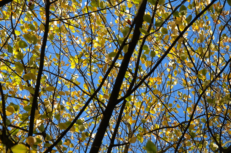 full frame, low angle view, beauty in nature, edelweiß shrub, common rock pear, autumn colours, common amelanchier, colorful, autumn, spring, sky, color