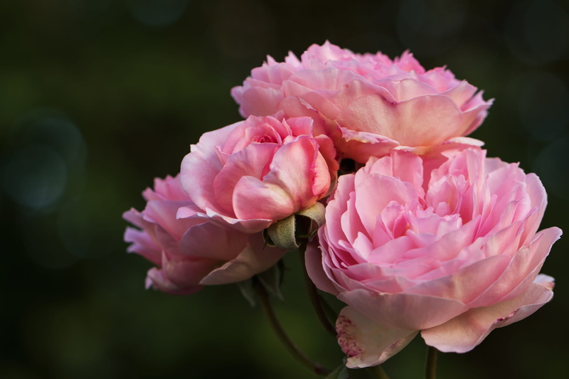 flower head, flower, flowering plant, plant, petal, focus on foreground, english roses, rosaceae, pink, rose, peony, daytime, 2K, outdoors, fragility
