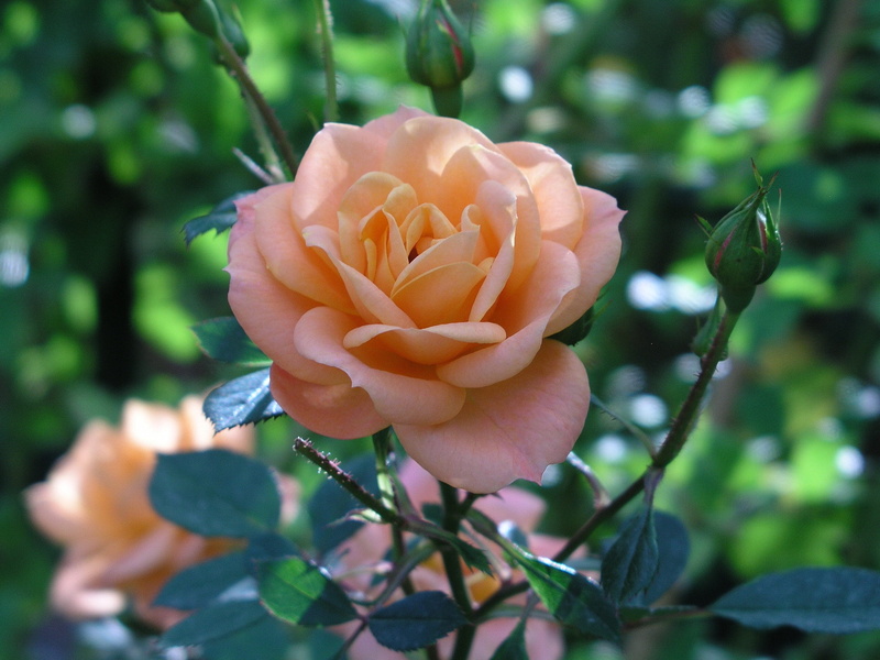 elegant, rose garden, madeira, dream, 2K, rosales, daytime, rosaceae, bud, rose, bloom, focus, close, freshness, quinta do arco, fragility, no people